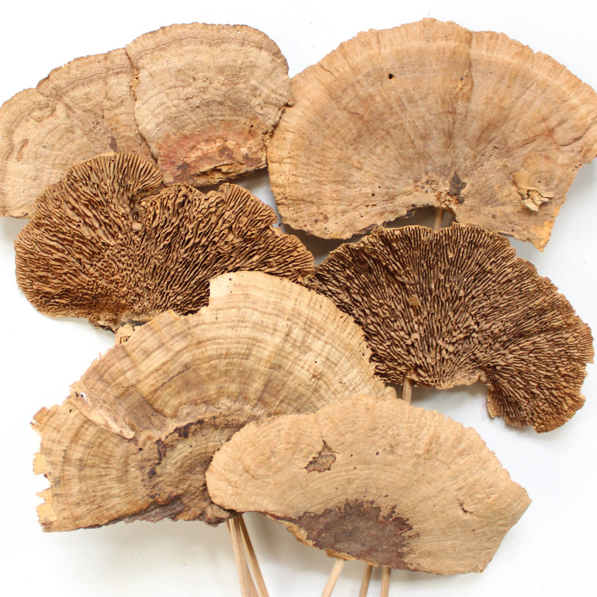 Sponge Mushrooms