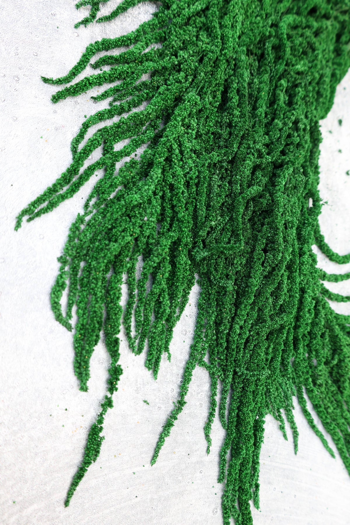 Forest Green Preserved Amaranthus