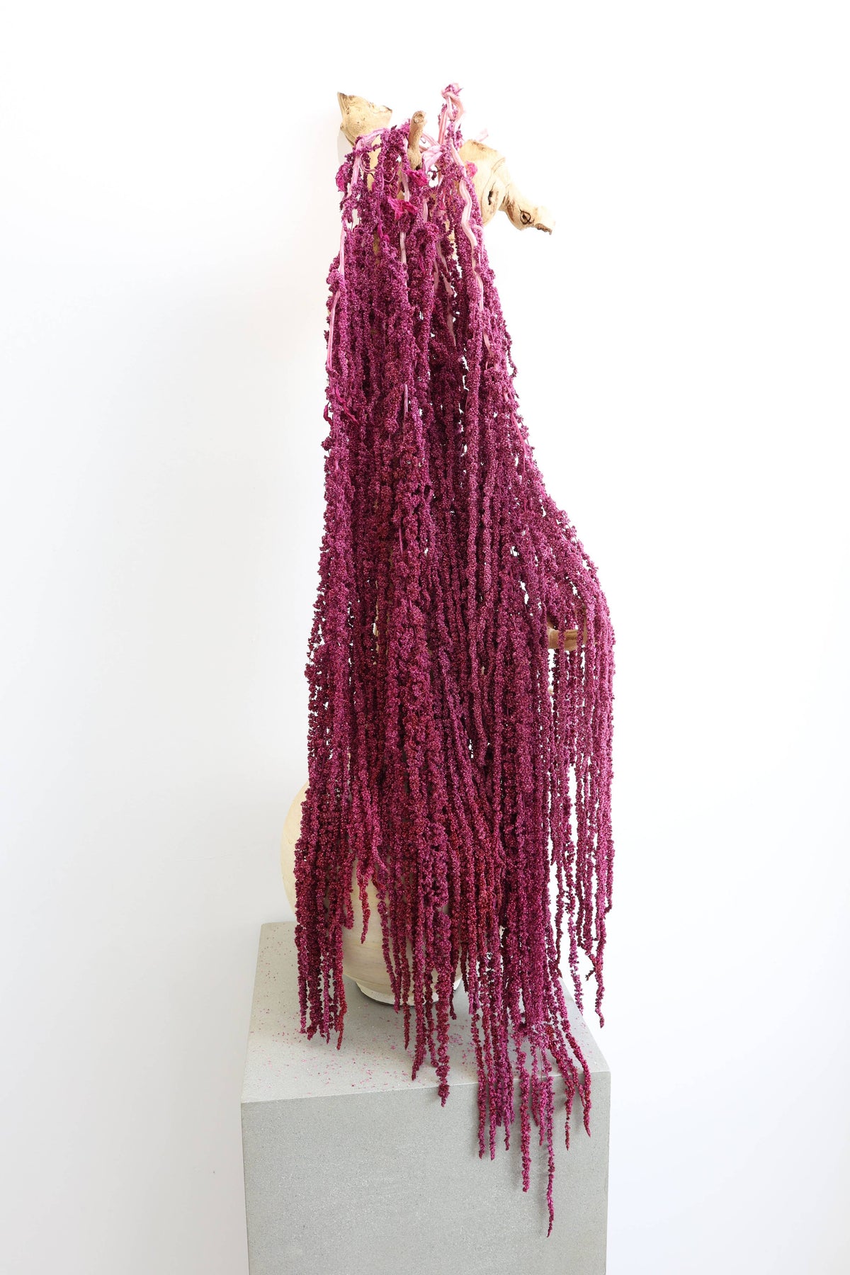 Preserved Amaranthus