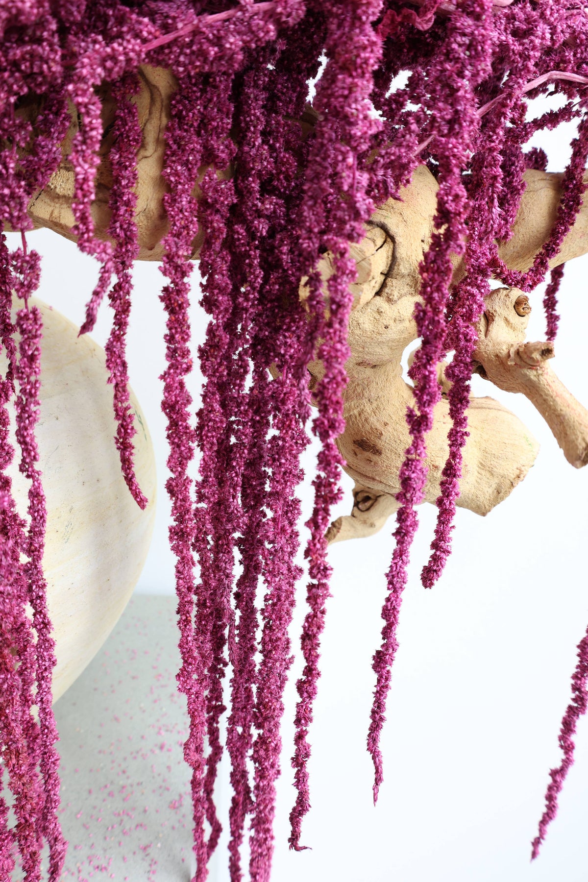 Preserved Amaranthus