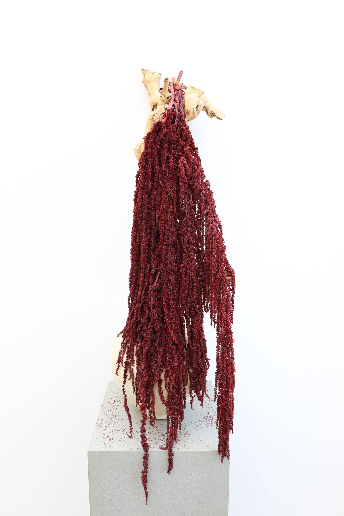 Preserved Deep Red Hanging Amaranthus