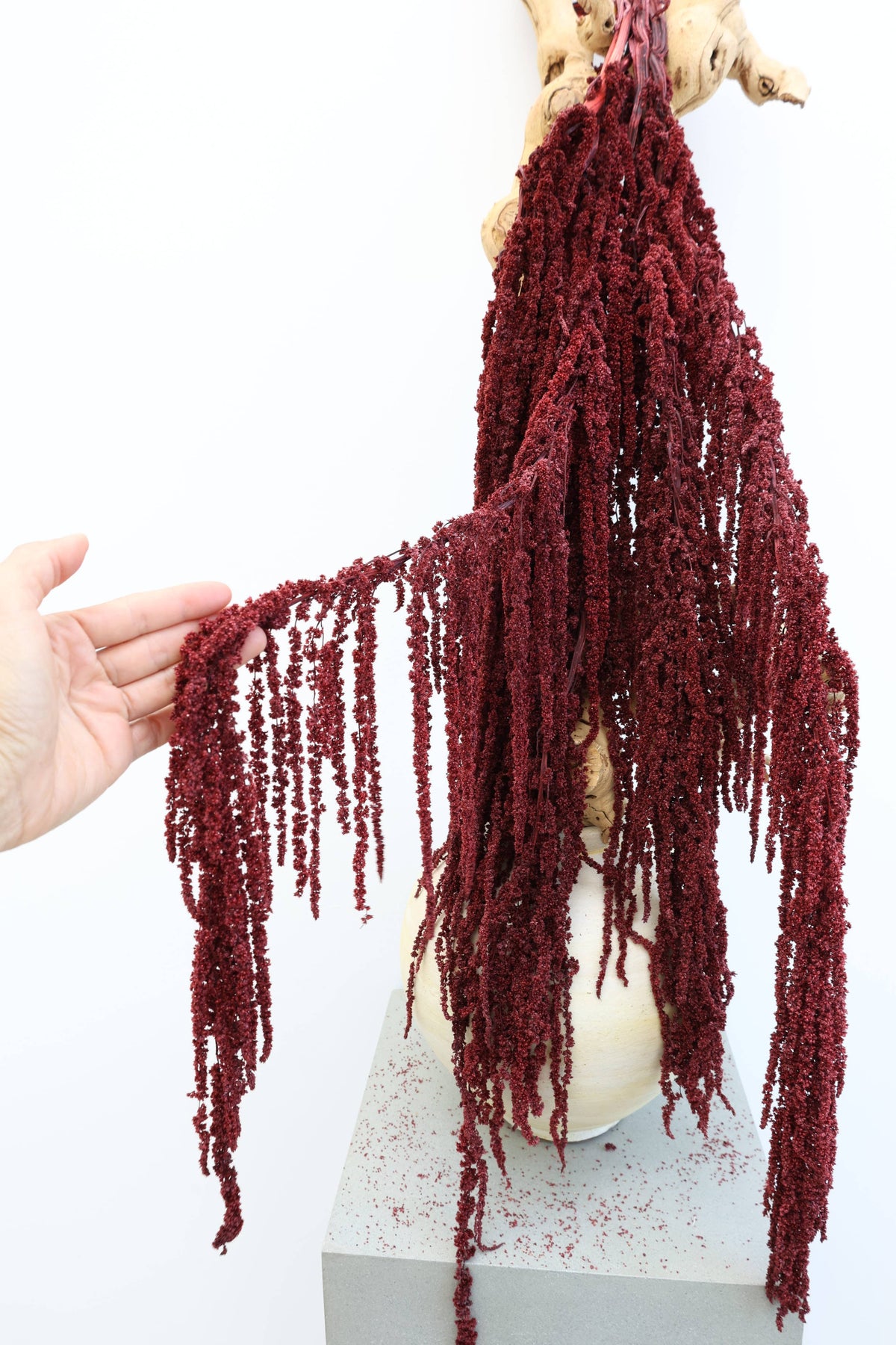 Preserved Deep Red Hanging Amaranthus
