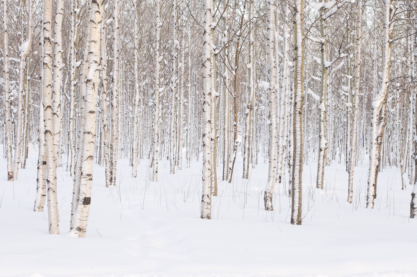 14 oz Milkbottle Candle: Silver Birch