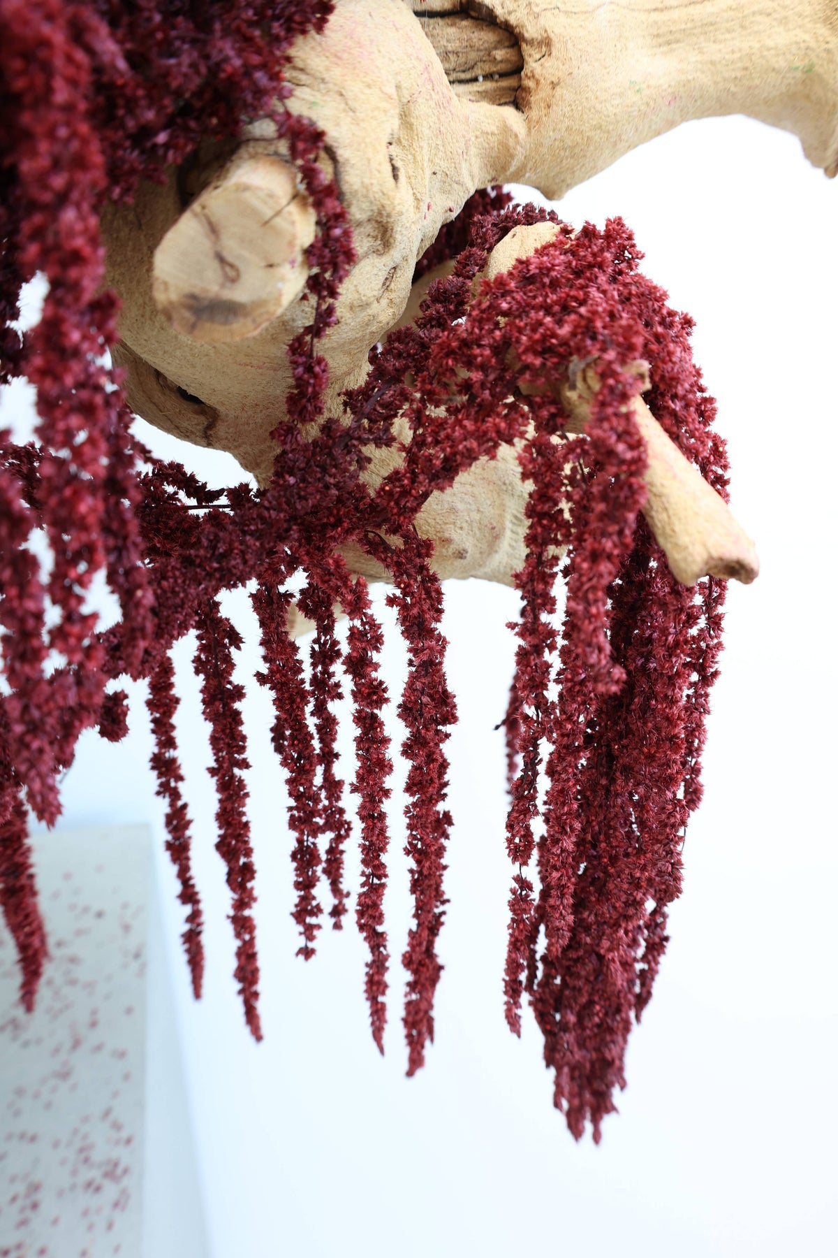 Preserved Deep Red Hanging Amaranthus