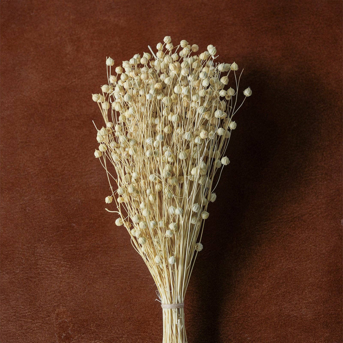 Dried flowers Bleached, 12"