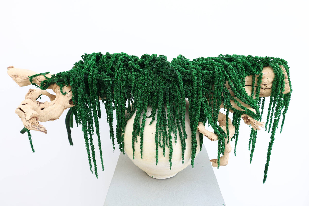 Forest Green Preserved Amaranthus