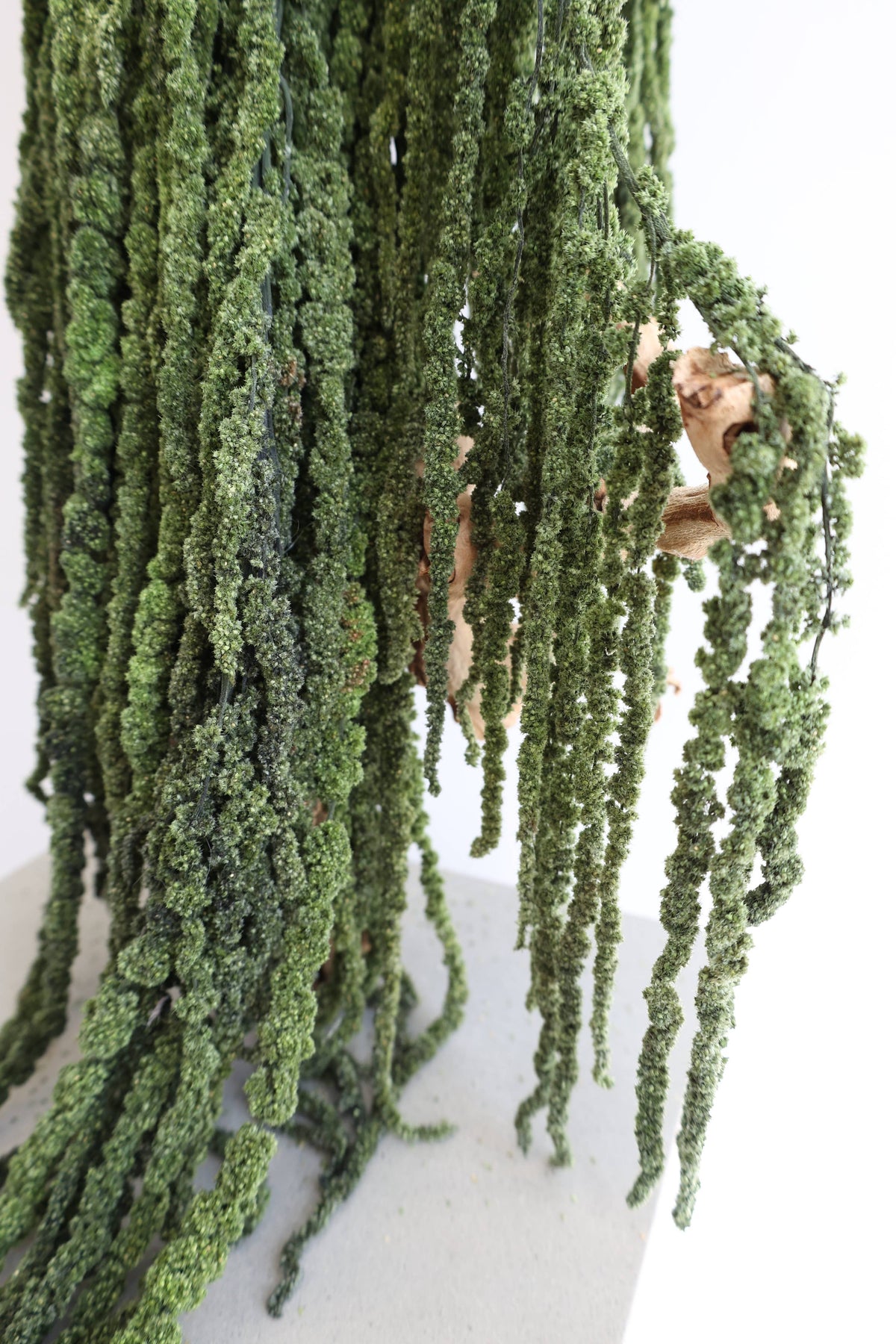 Green Preserved Amaranthus