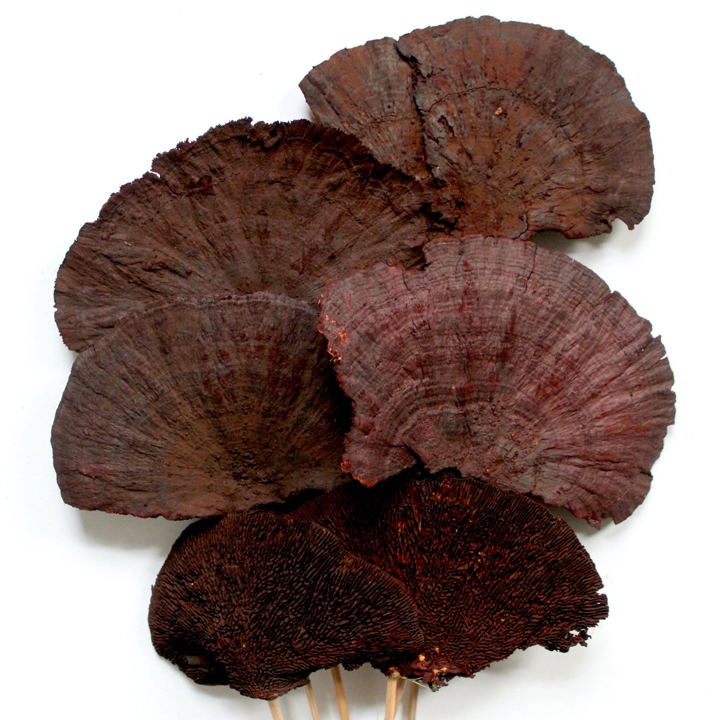 Sponge Mushrooms