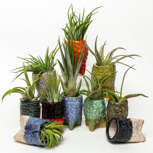 Sm Air Plants Handmade  Pot