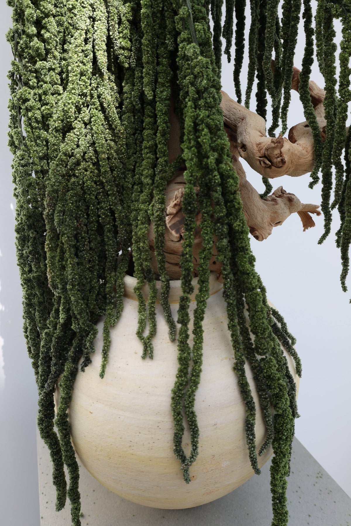 Green Preserved Amaranthus
