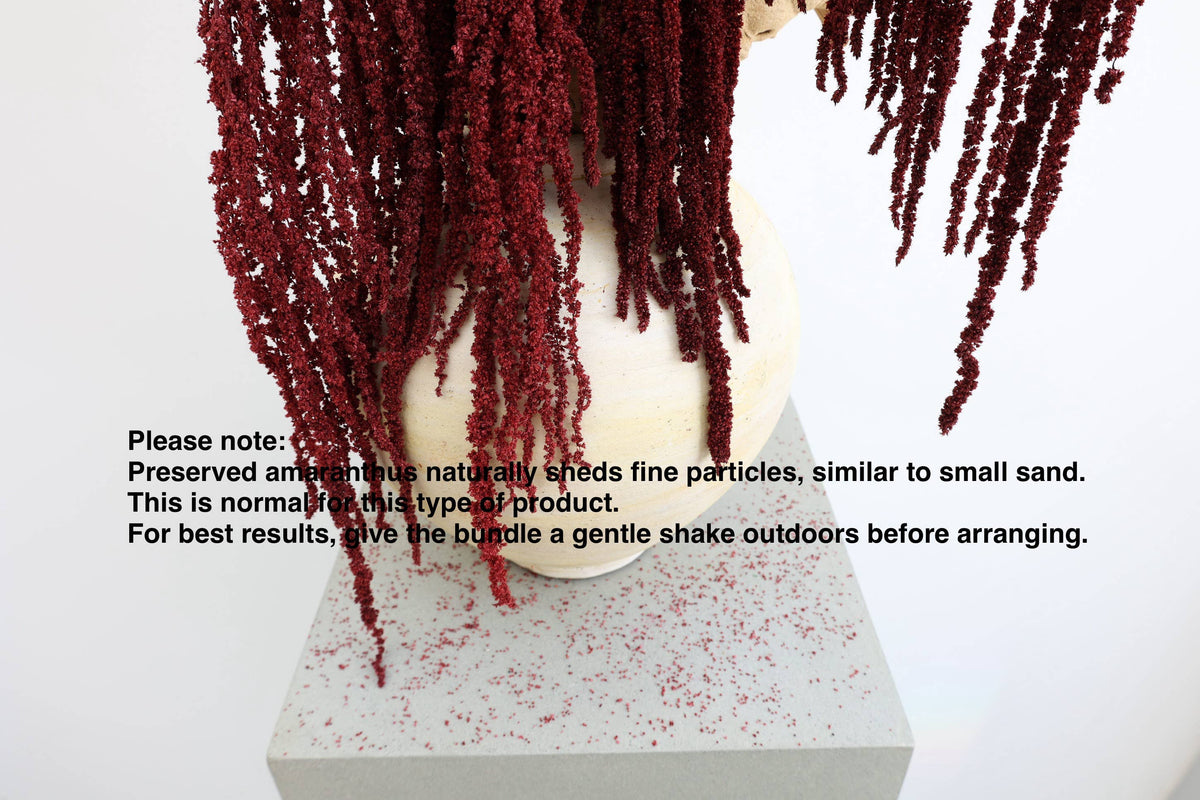 Preserved Deep Red Hanging Amaranthus